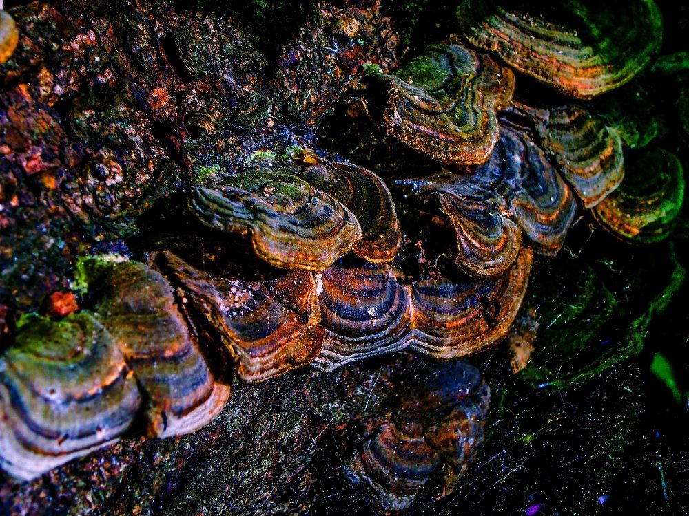 Ночью на болоте