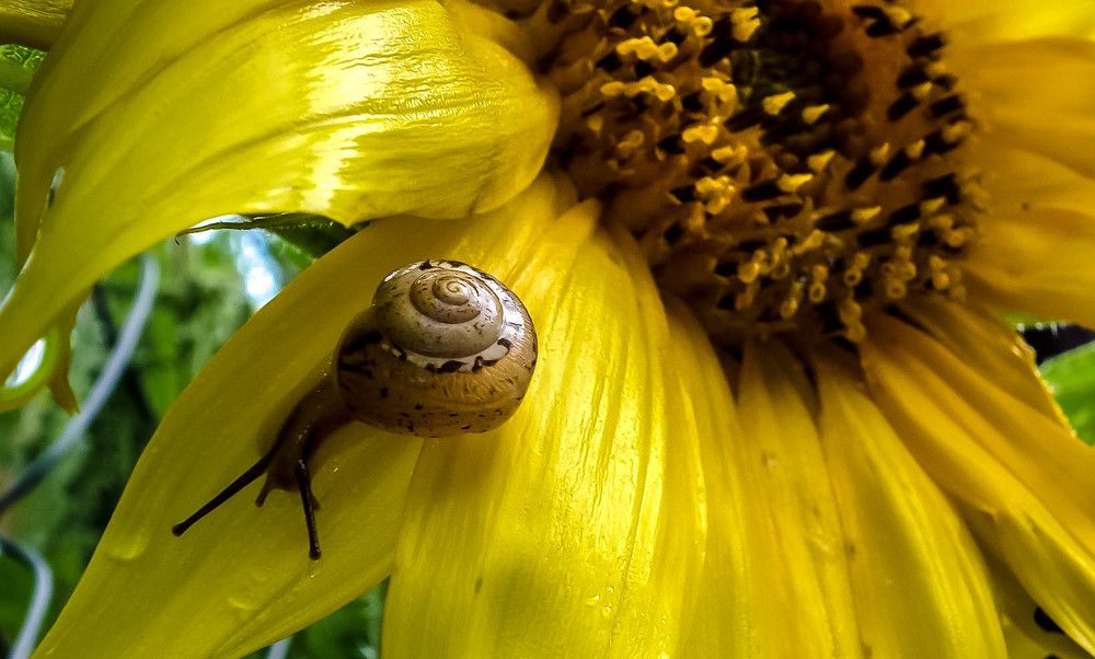 Улитка на склоне... подсолнуха