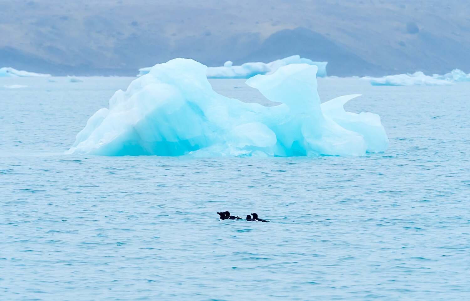 Los patos y el frio