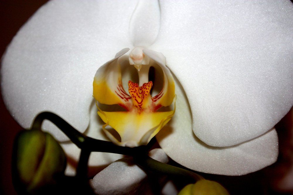 Пещера Флоры