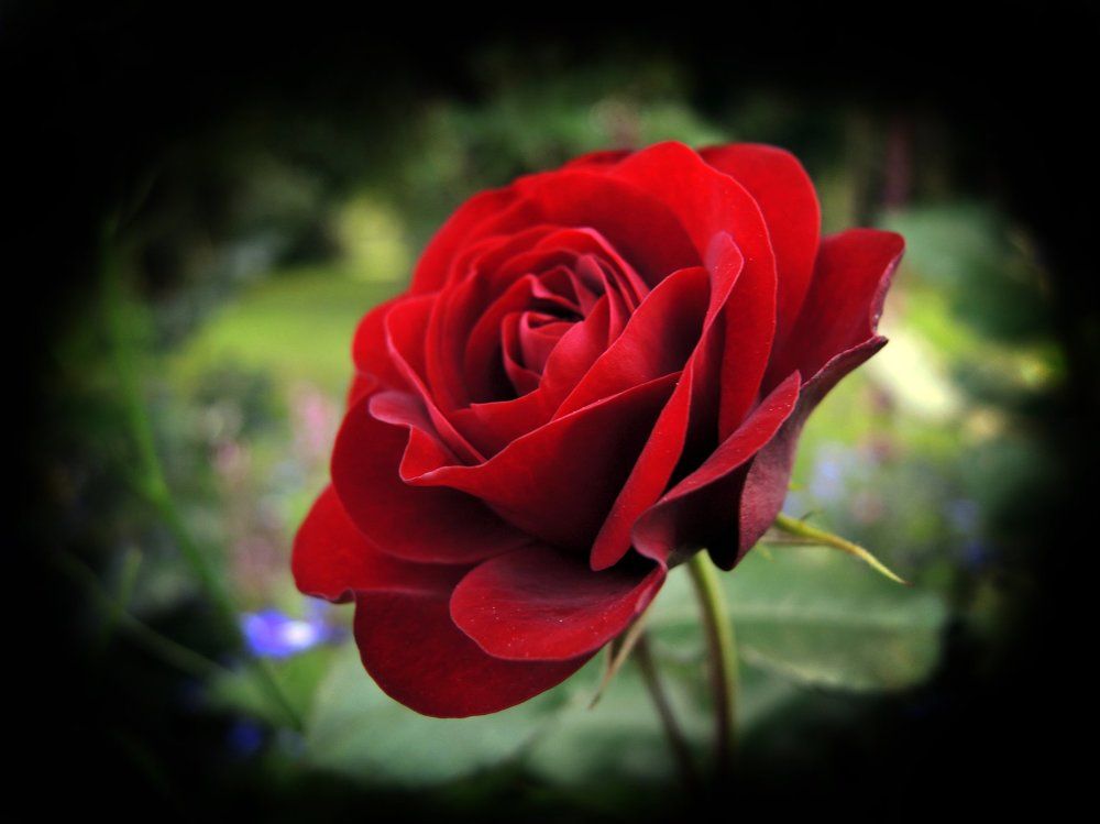 Аленький цветочек рос в прекрасном саду у замка...