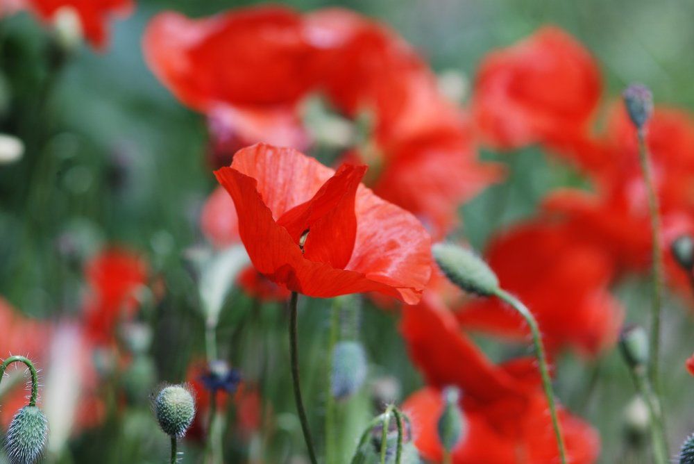 " Застенчивый " Мак