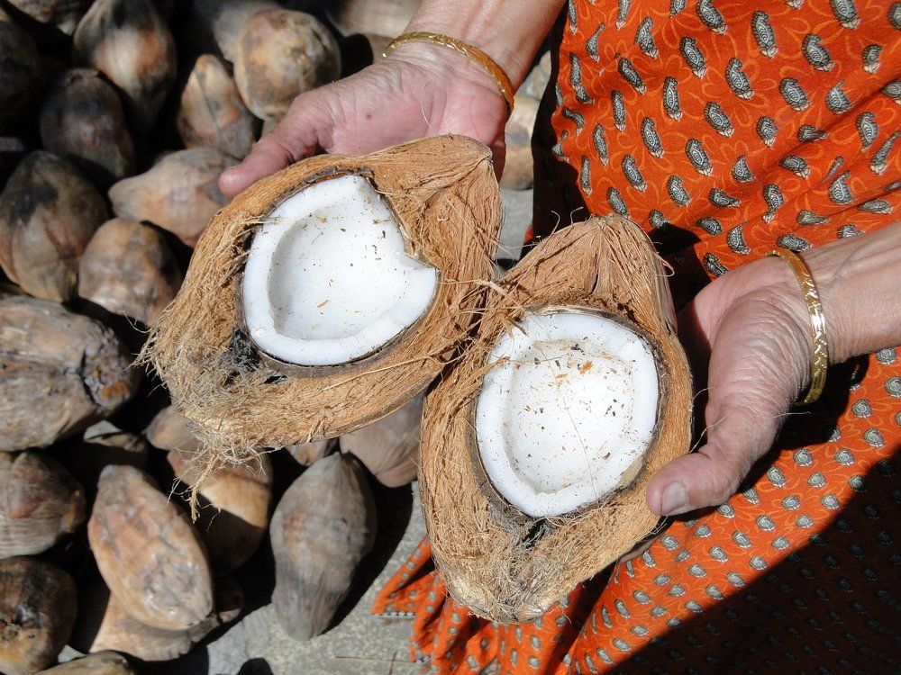 Coconuts within and outside