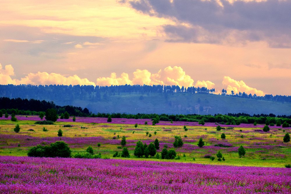 Иван-чай бушует!