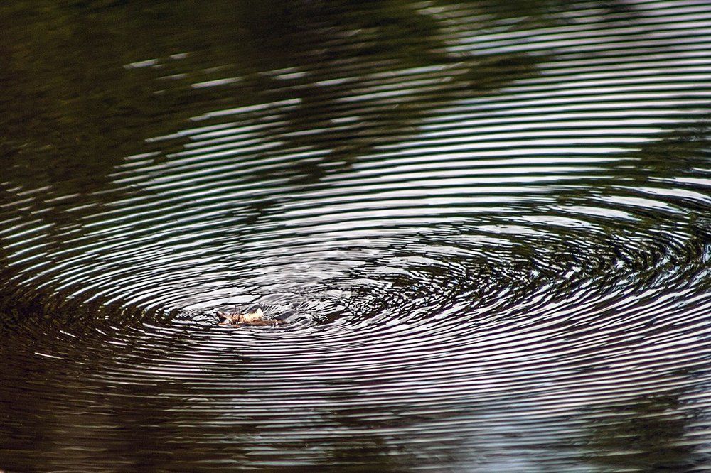 Photograph by Cath. B.