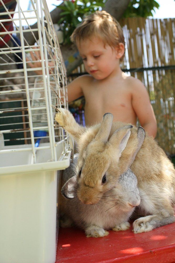 Малыша и крольчата