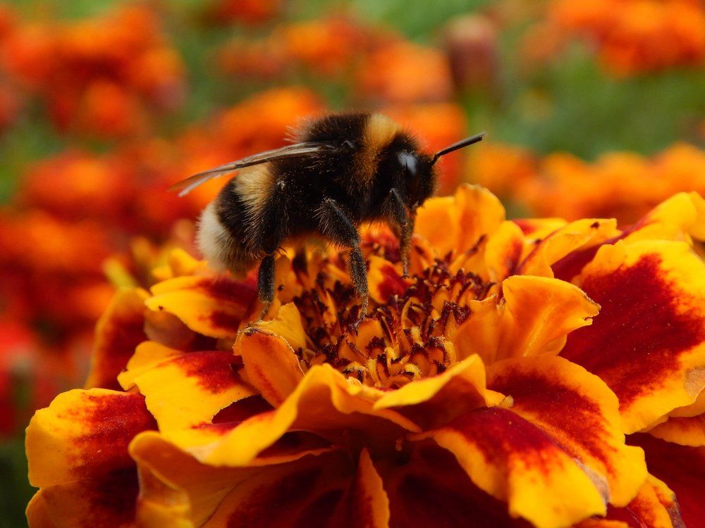 Спящий шмель