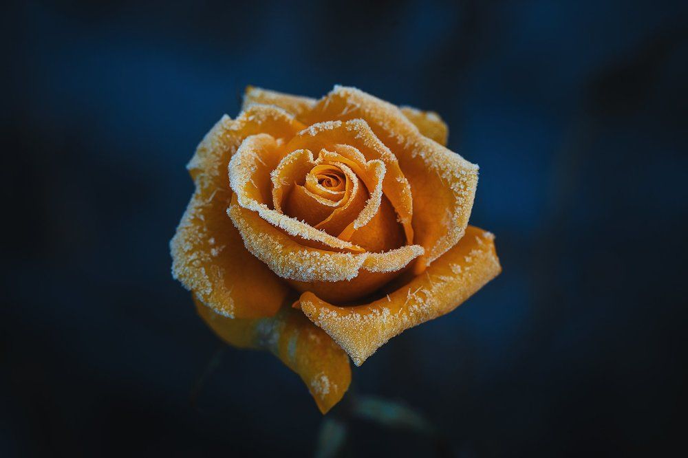 "сахарная" роза