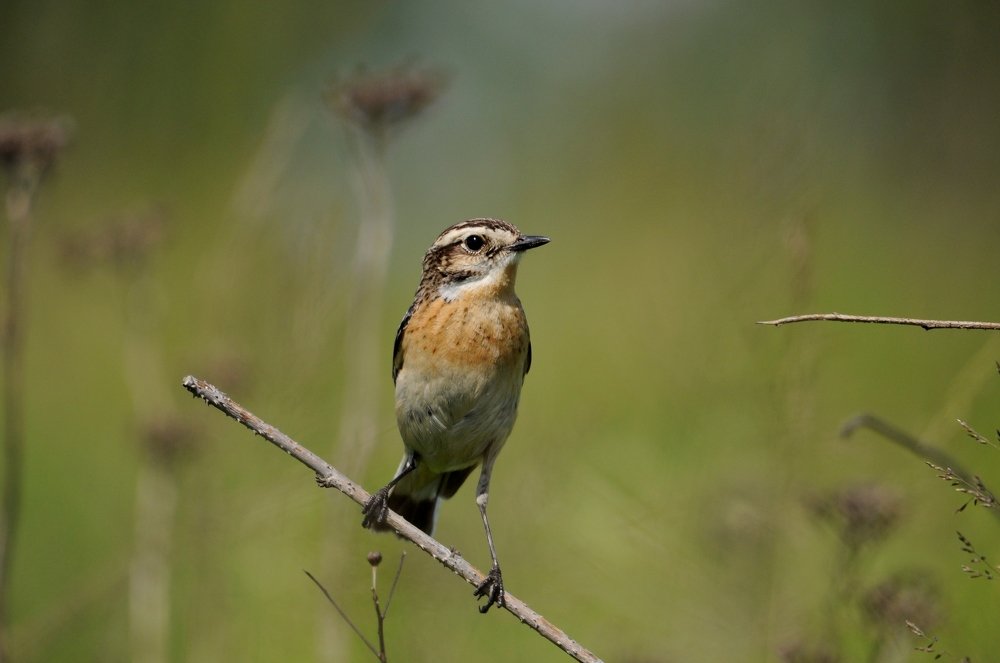 Whinchat/Луговoй чекaн