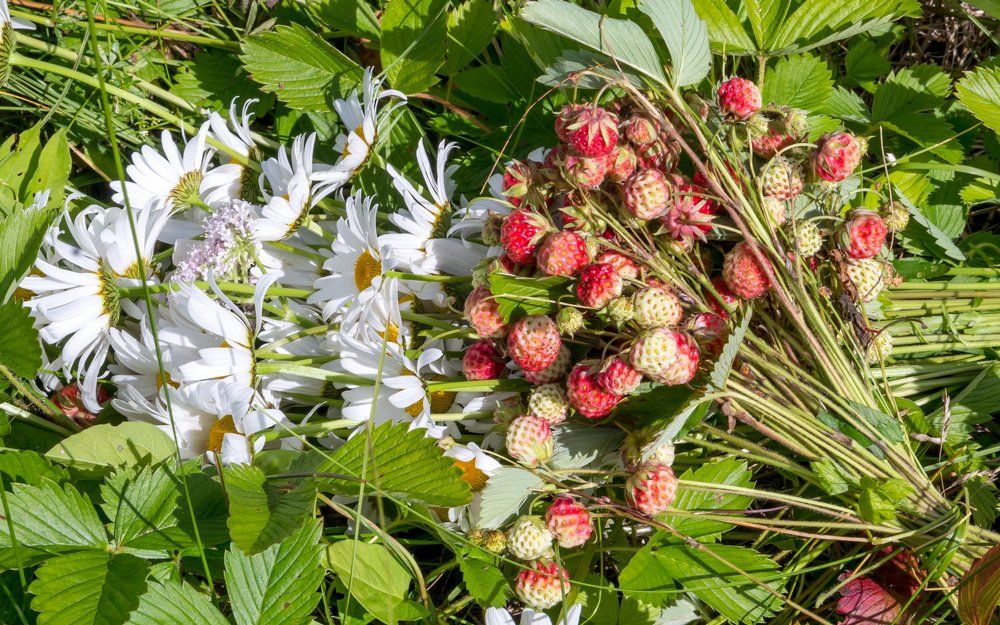 Летняя картинка