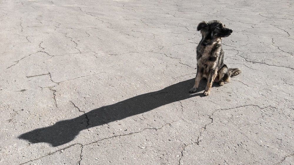 A dog is a friend of man