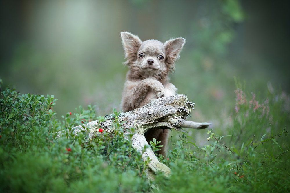 Лесной эльф