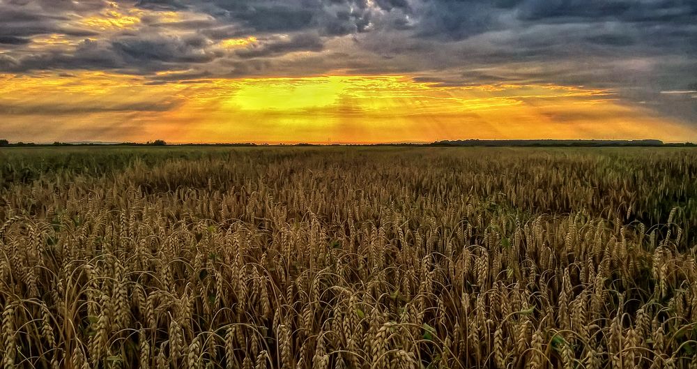 Закат в поле