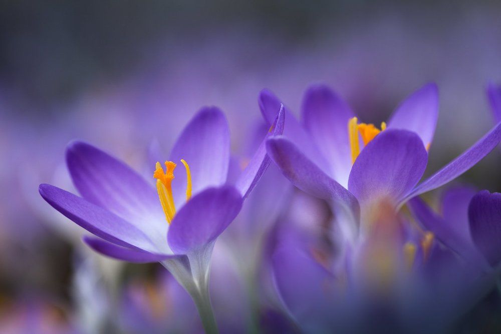 First Signs Of Spring