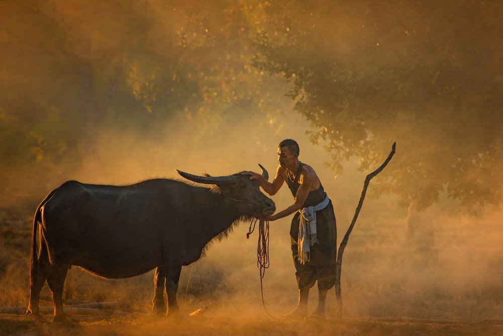 Men raising buffalo in rural Asia, Thailand