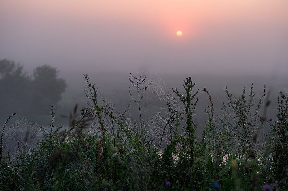 Сонное царство