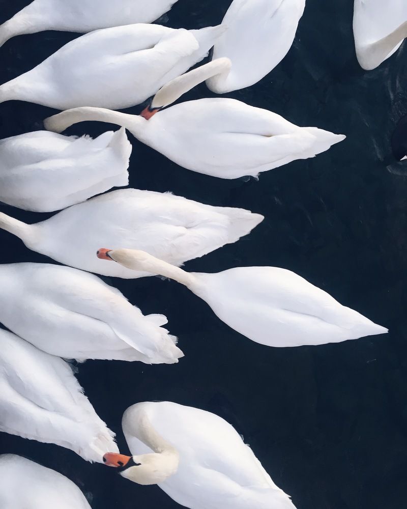 Лепестки лебедей