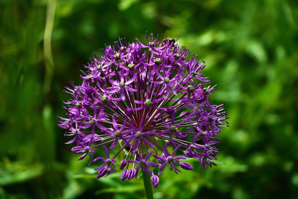 Фиолетовый шар