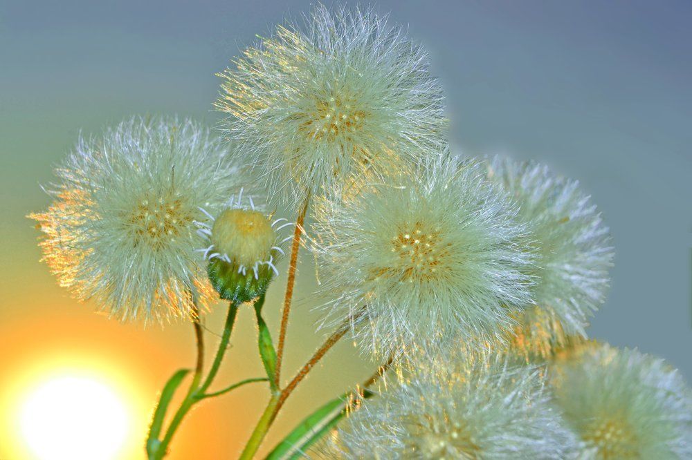 Ложится солнце в шелковистую постель...