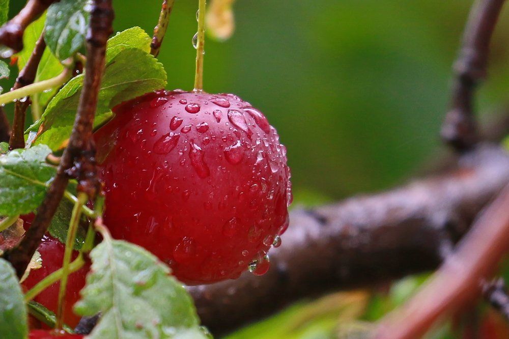 После дождя