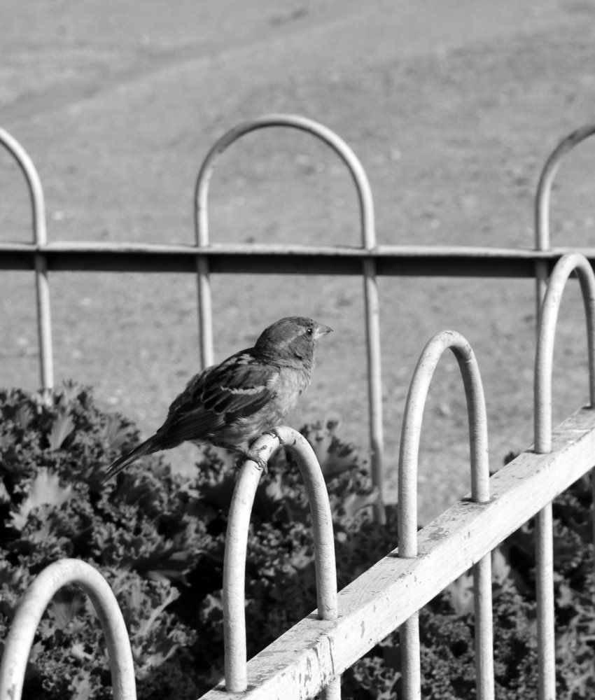 Photograph by Цыпленкова Валерия