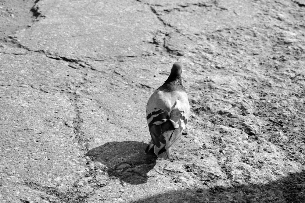 Photograph by Цыпленкова Валерия