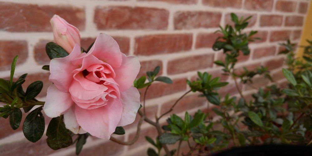 La Vie En Rose
