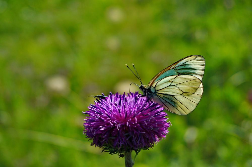 Уютный цветок...