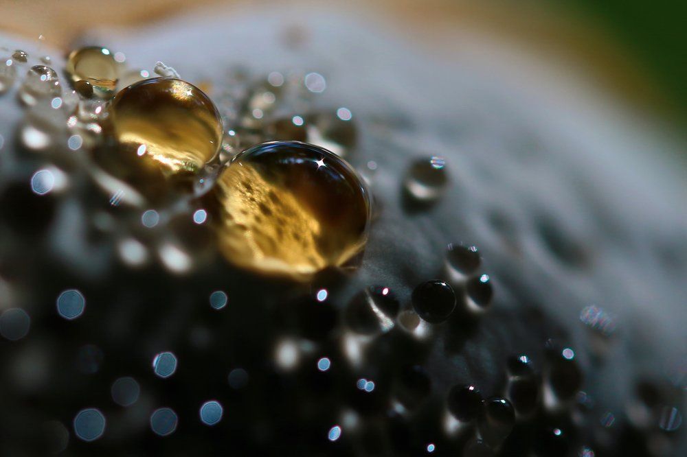 Гриб растет