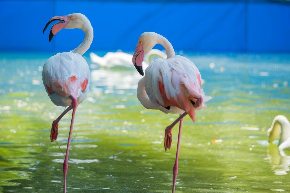Фламинго