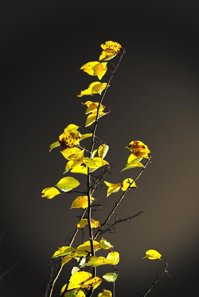 листья желтые