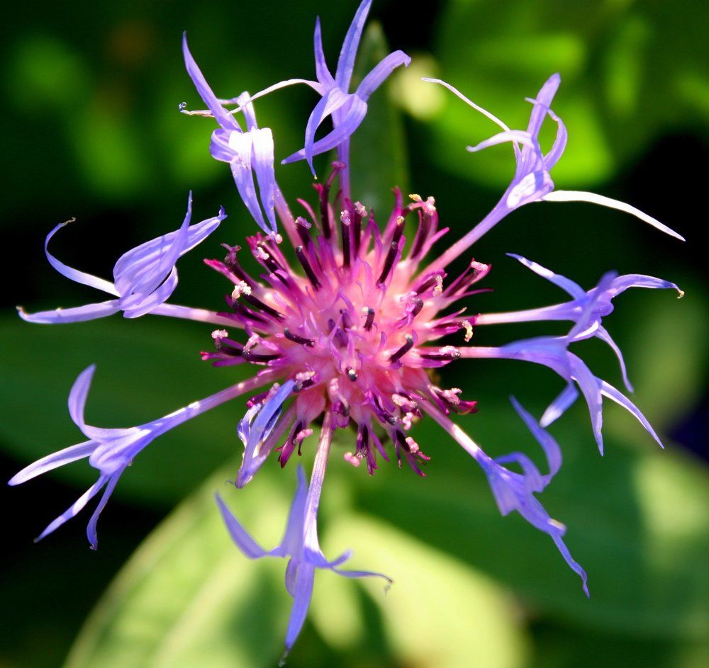 Геометрия растений