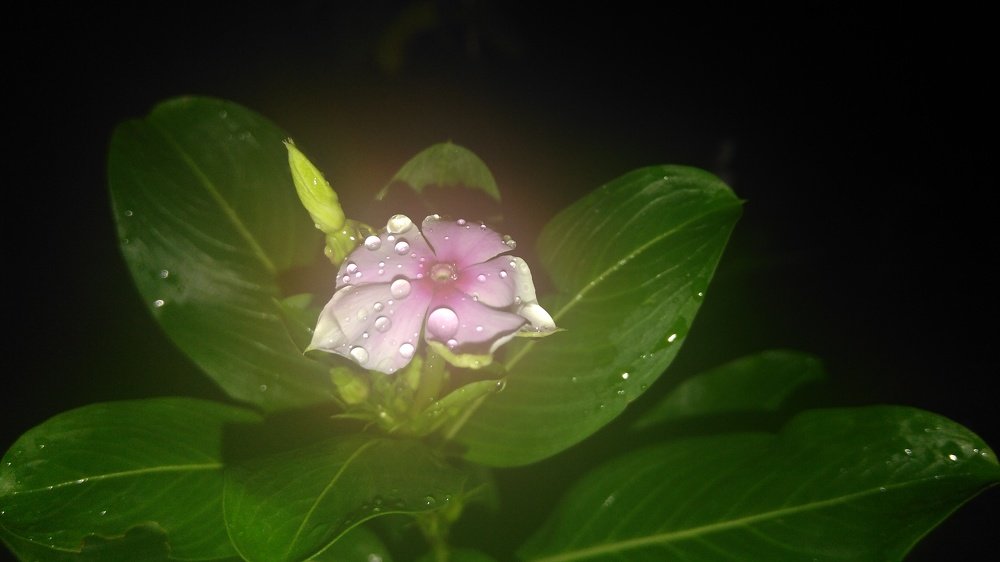 pink flower with due