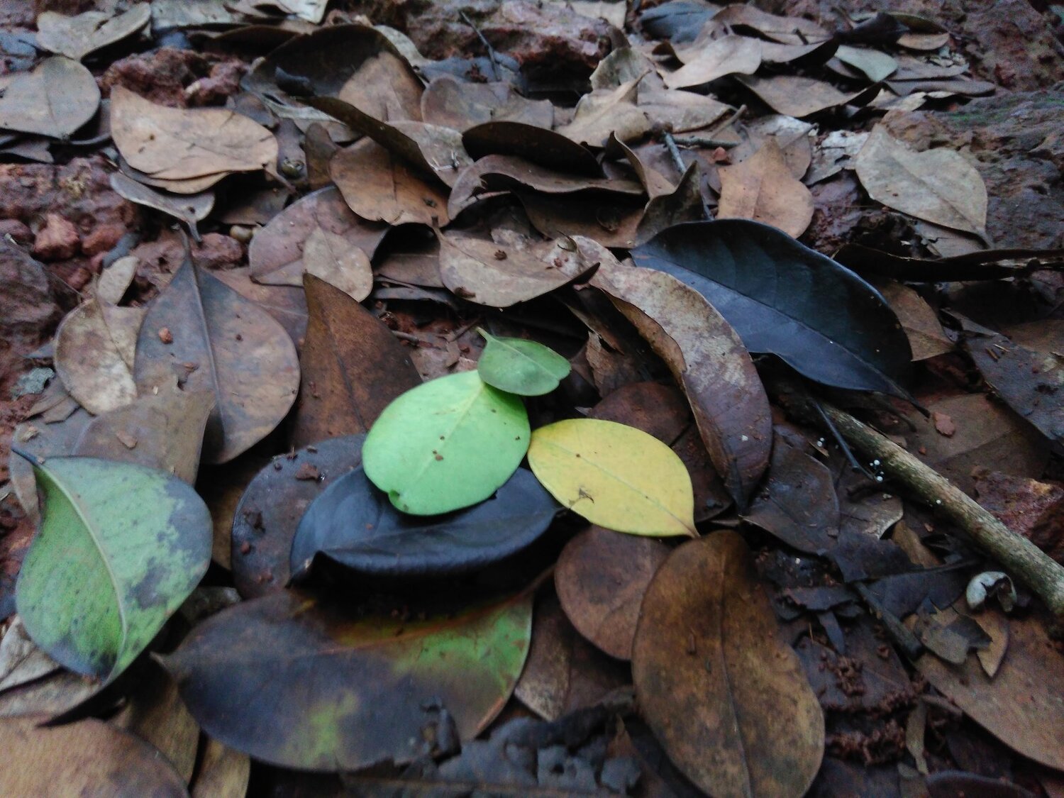 life of leaf