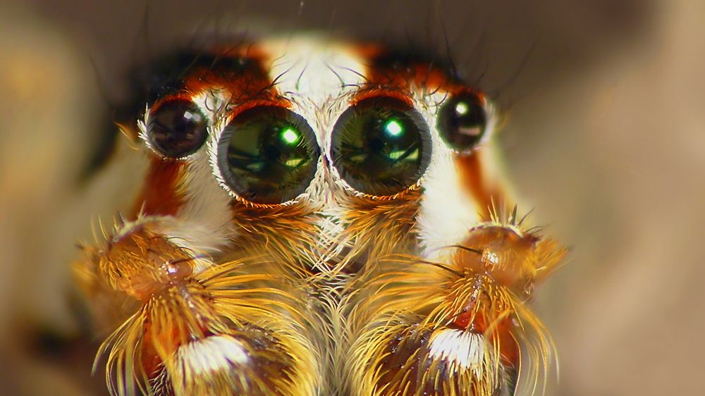 Eyes of Jumping spider