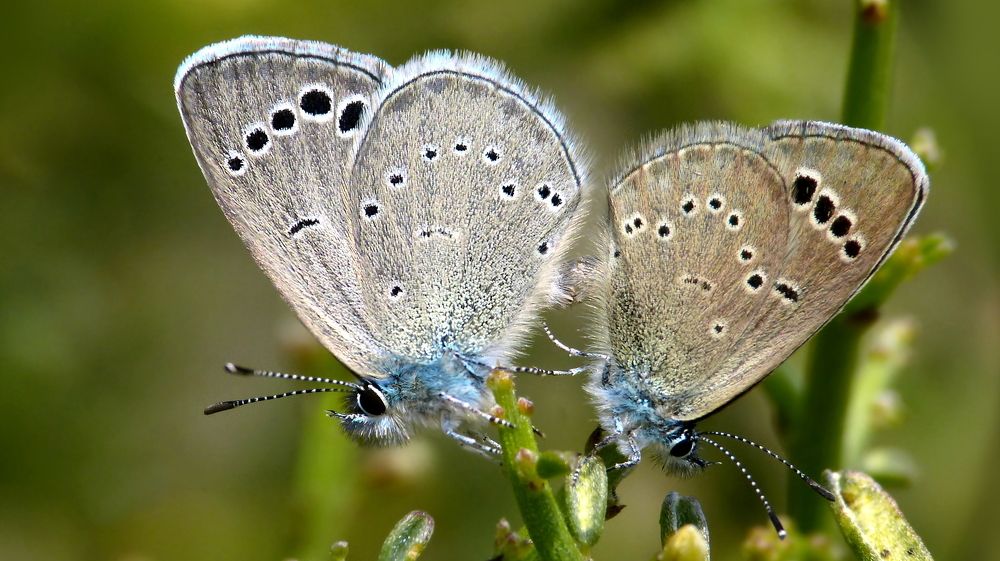 Paphos Blue (Glaucopsyche paphos)