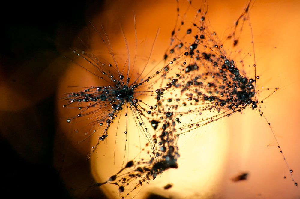 Photograph by Тараненко Анжелика