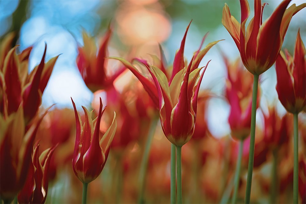 Пламенный танец весны