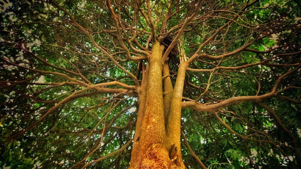 Inside of the tree