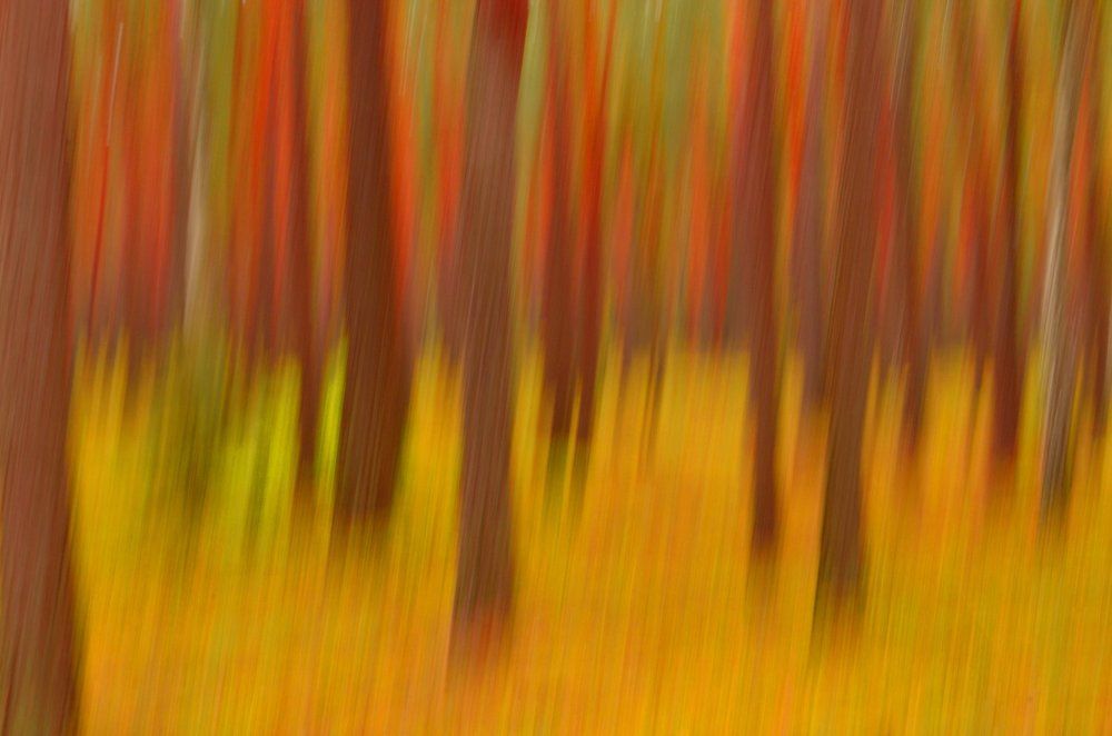 Лето в лесу