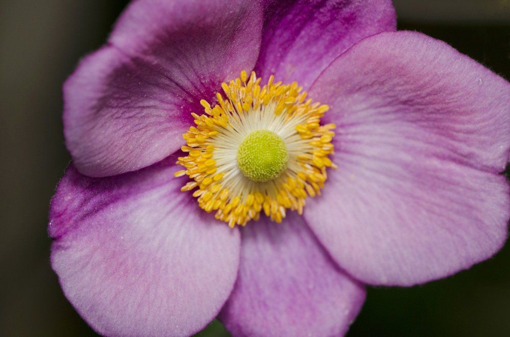 Photograph by Алексей Фомичев