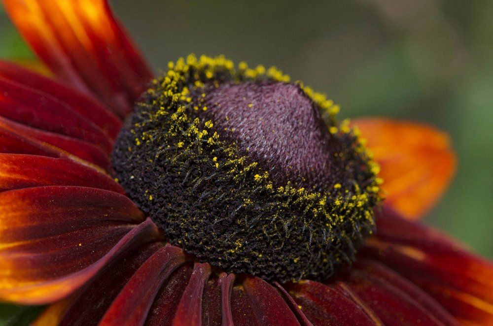 Photograph by Алексей Фомичев