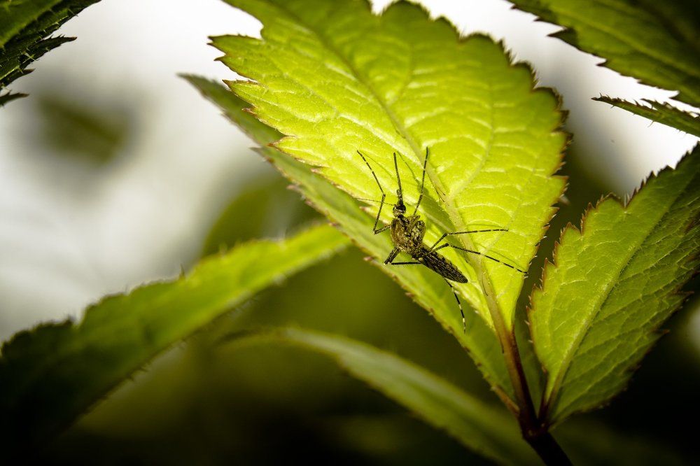 Обыкновенный комарик.