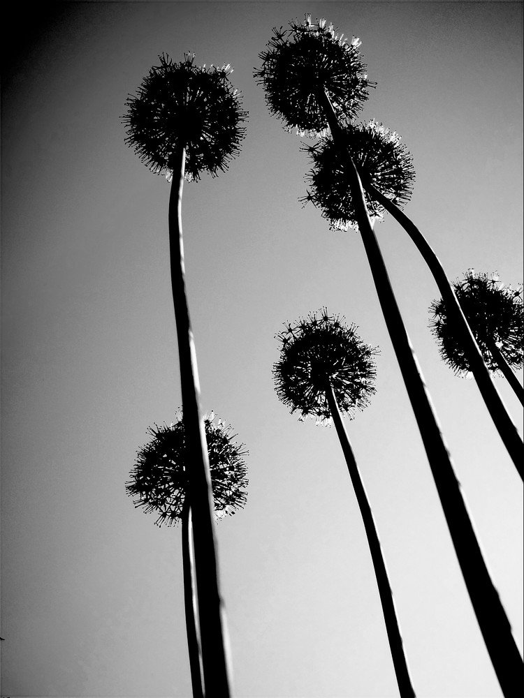 Photograph by Стефанова Татьяна