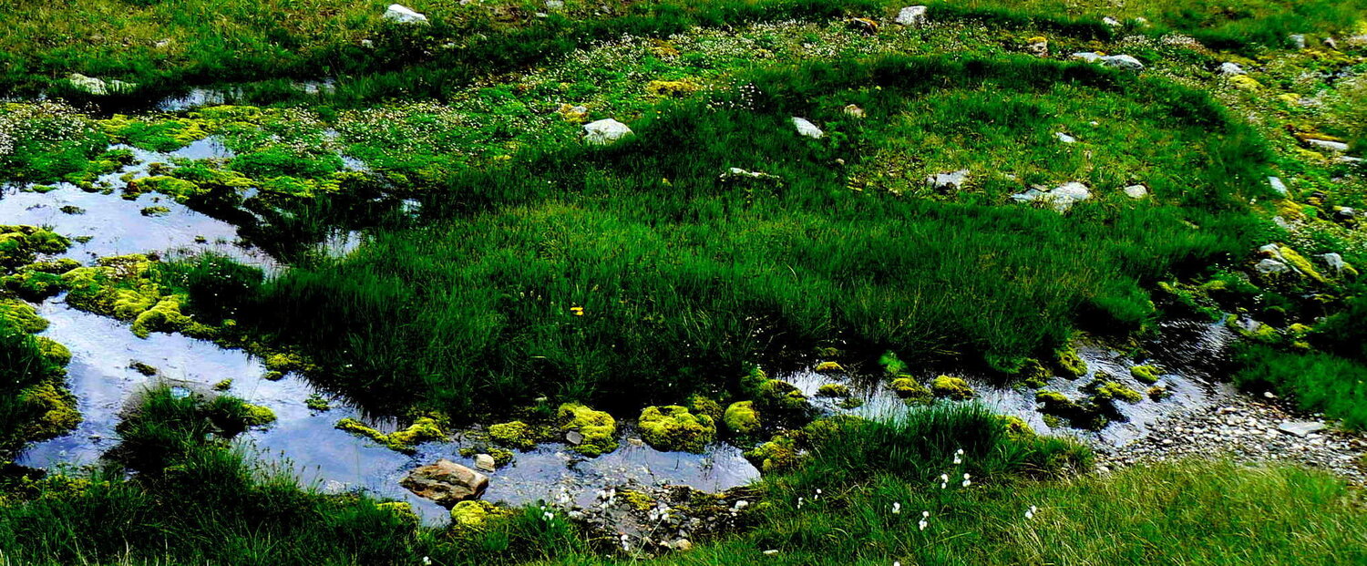 green world