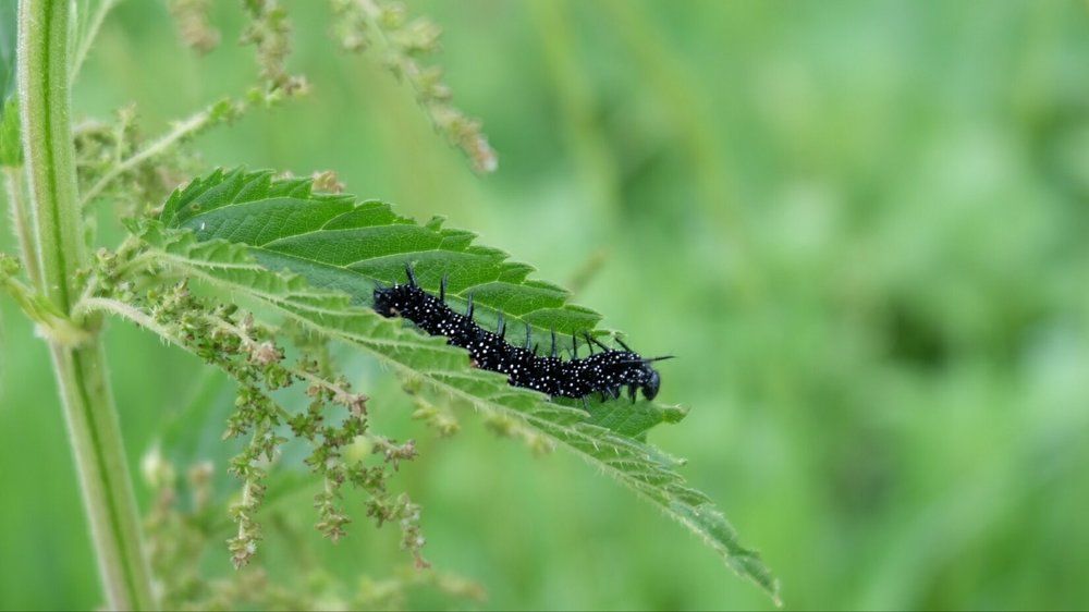суровая гусеница))