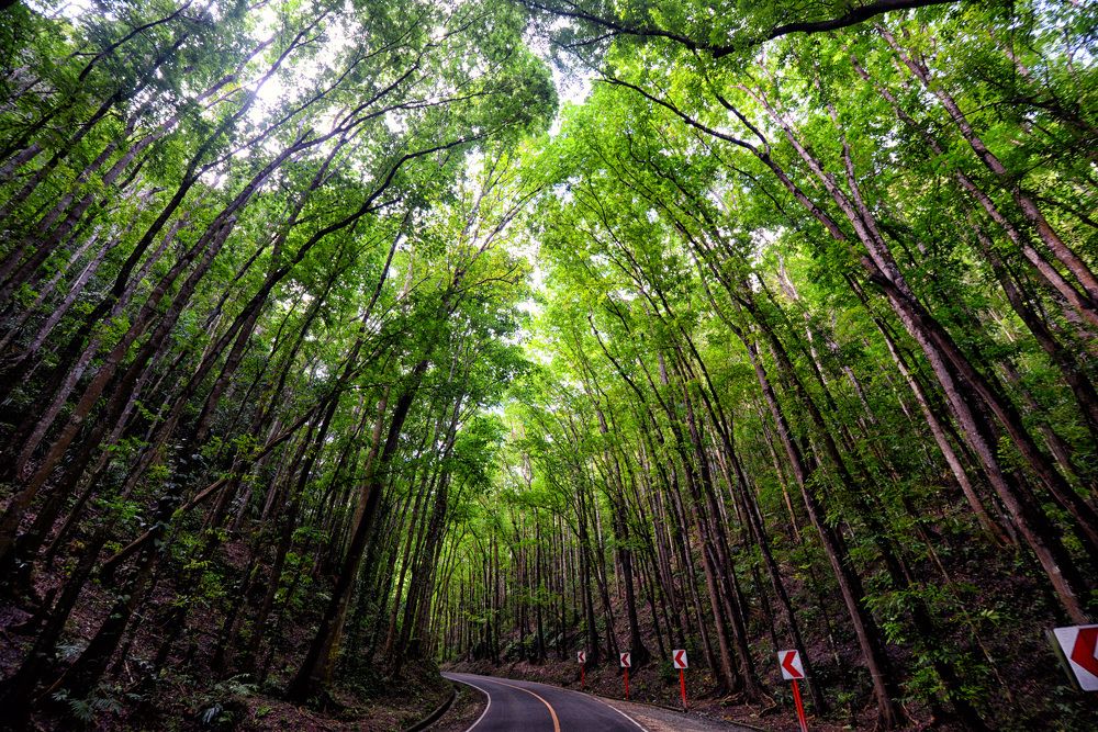 Bilar Man-Made Forest