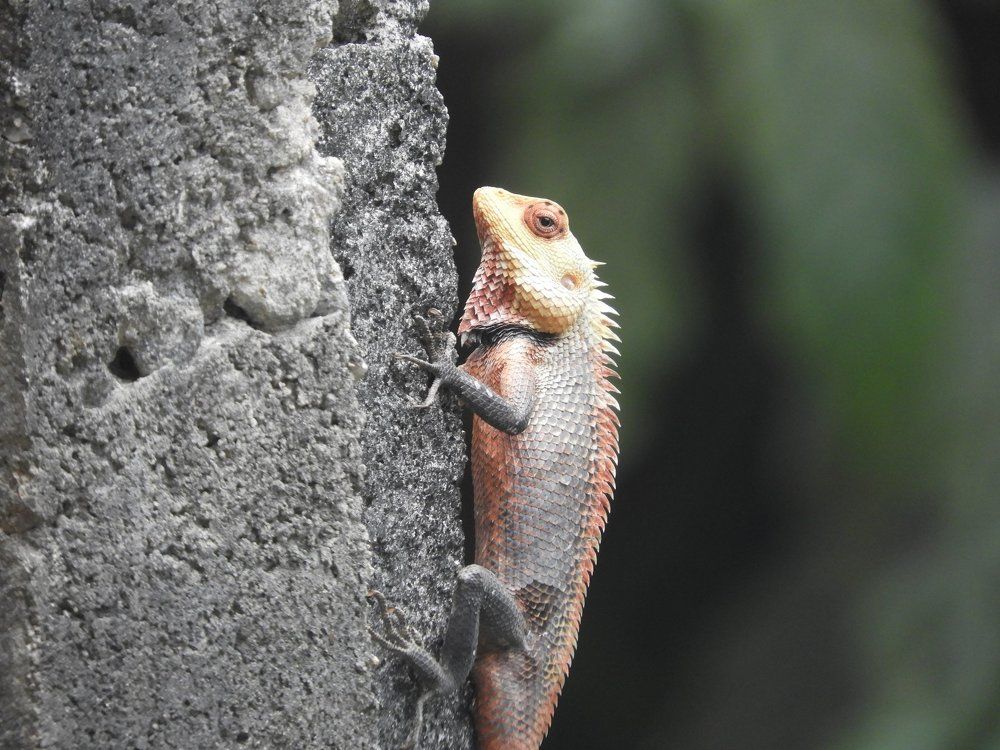 Lizard