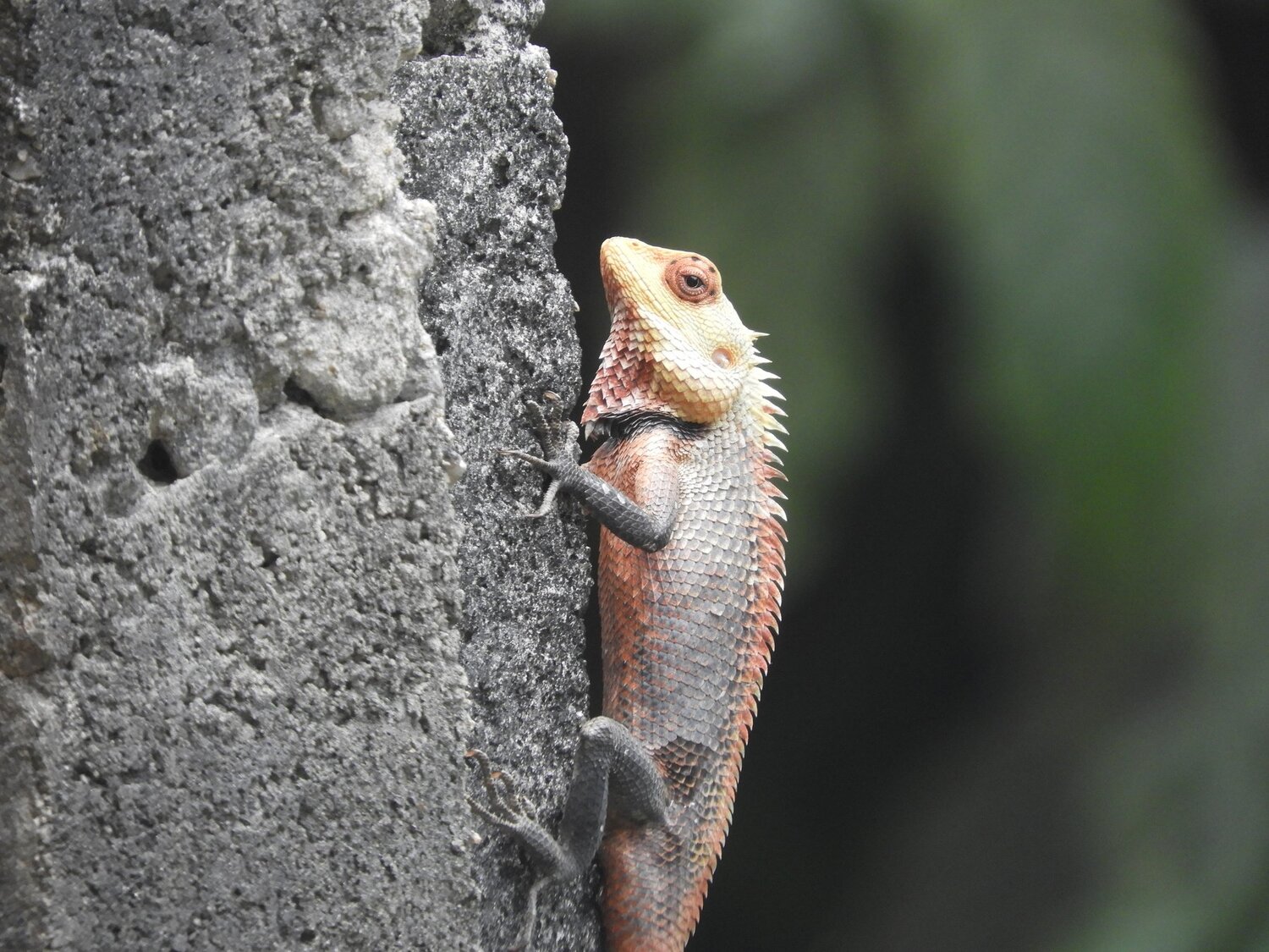Lizard