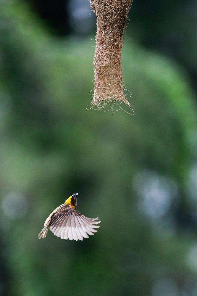 Keep Calm, Daddy Returns Home!